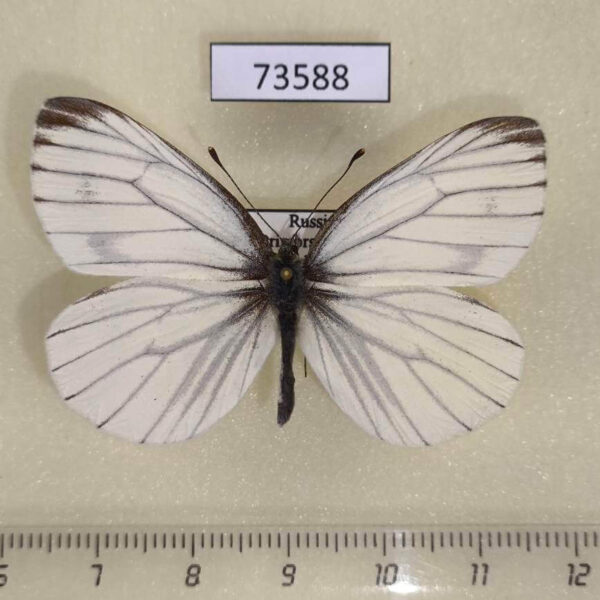 Pieridae Pieris melete Primorye