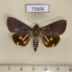 73606p Noctuidae Hypocala violacea Thailand $7