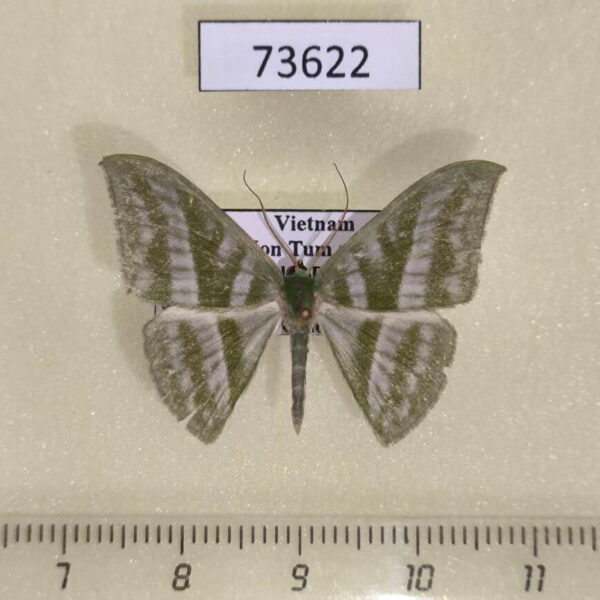 Geometridae Mixochlora vittata Vietnam