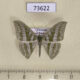73622p Geometridae Mixochlora vittata Vietnam $4