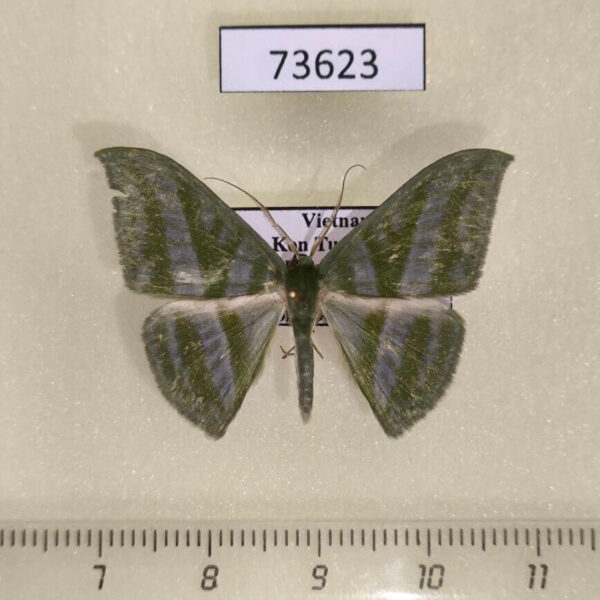 Geometridae Mixochlora vittata Vietnam