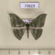 73623p Geometridae Mixochlora vittata Vietnam $6