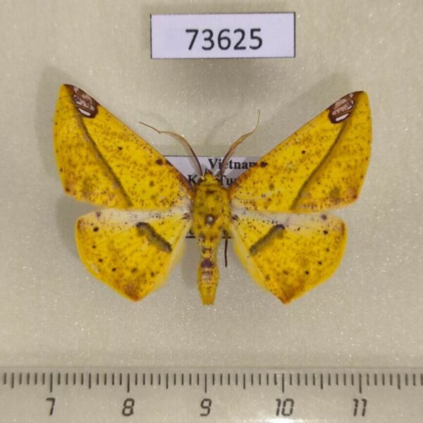 Geometridae Pseudomiza cruentaria Vietnam