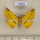 73625p Geometridae Pseudomiza cruentaria Vietnam $10