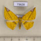 73628p Geometridae Pseudomiza cruentaria f Vietnam $12