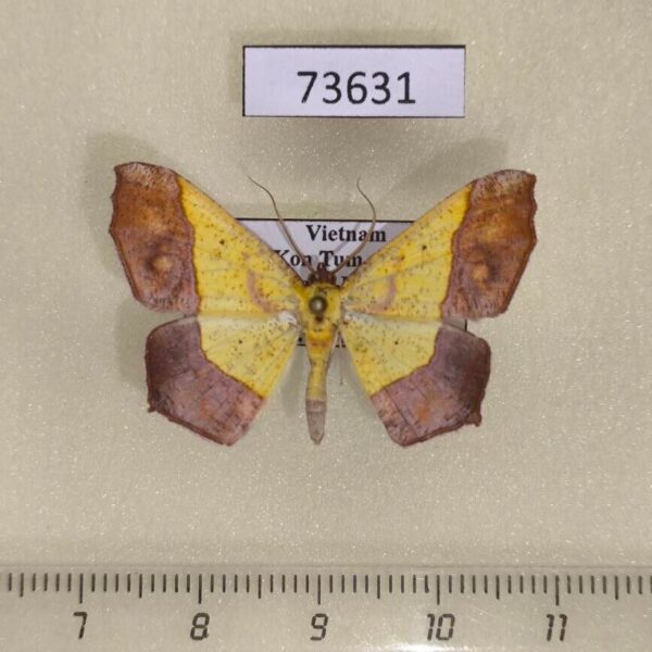 Geometridae Exurapteryx aristidaria Vietnam