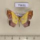 73631p Geometridae Exurapteryx aristidaria Vietnam $7