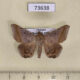 73638p Noctuidae Macaldenia palumba Vietnam $8