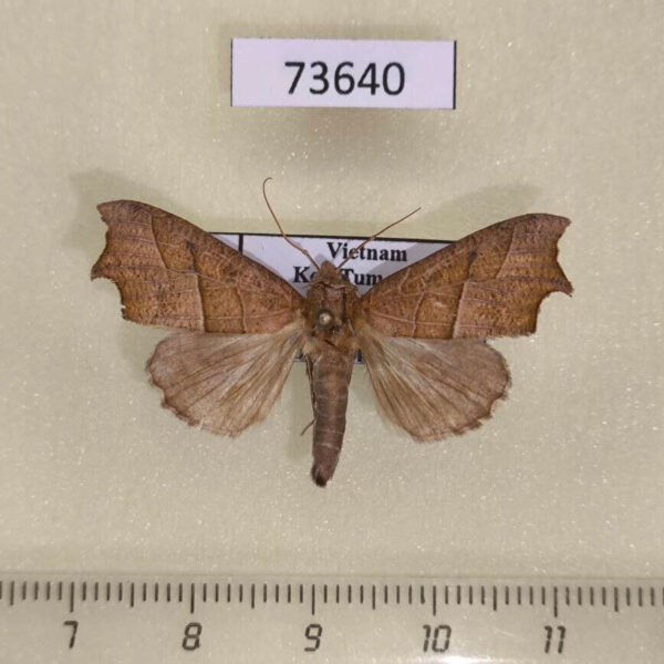 Noctuidae Anomis mesogona Vietnam