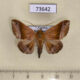 73642p Noctuidae Delgamma pangonia Vietnam $8
