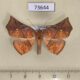 73644p Noctuidae Lycimna polymesata Vietnam $10