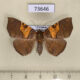 73646p Noctuidae Platyjionia mediorufa f Vietnam $10