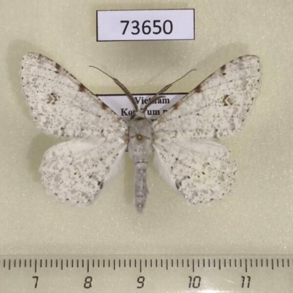 Geometridae Lassaba parvalbidaria Vietnam