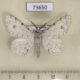 73650p Geometridae Lassaba parvalbidaria Vietnam $5