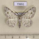73651p Geometridae Lassaba parvalbidaria Vietnam $6
