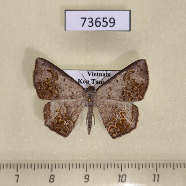 Geometridae Cassyma chrotadelpha Vietnam