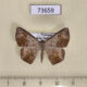 73659p Geometridae Cassyma chrotadelpha Vietnam $5