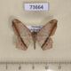73664p Geometridae Chiasmia cymatodes Vietnam $5