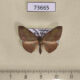73665p Geometridae Hypochrosis hyadaria Vietnam $5