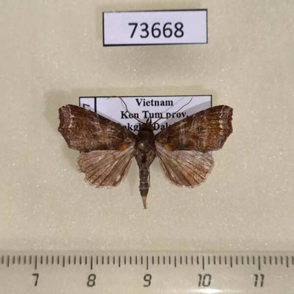 Noctuidae Callopistria placodoides Vietnam