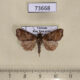 73668p Callopistria placodoides Vietnam $5
