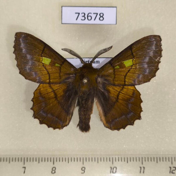 Lasiocampidae Crinocraspeda torrida Vietnam