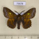 73678p Lasiocampidae Crinocraspeda torrida Vietnam $40