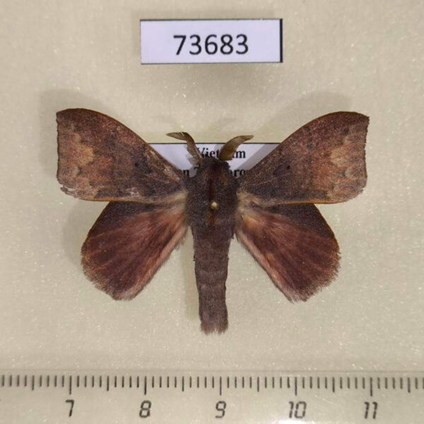 Lasiocampidae Arguda viettei Vietnam