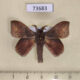 73683p Lasiocampidae Arguda viettei Vietnam $9