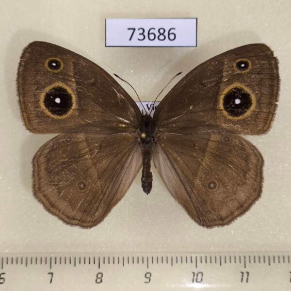 Satyridae Mycalesis gotama f Vietnam