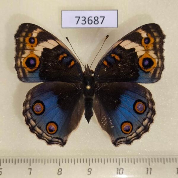 Nymphalidae Junonia orithya f Vietnam