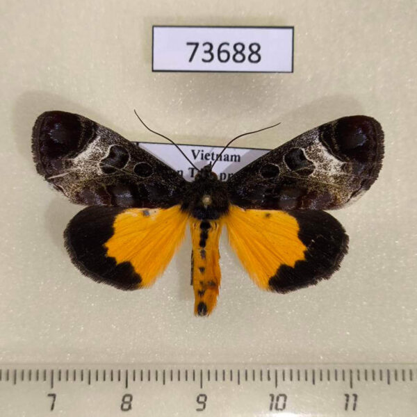 Noctuidae Sarbanissa subalba Vietnam