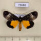 73688p Noctuidae Sarbanissa subalba Vietnam $10