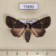 73690p Noctuidae Condica dolorosa f Vietnam $8