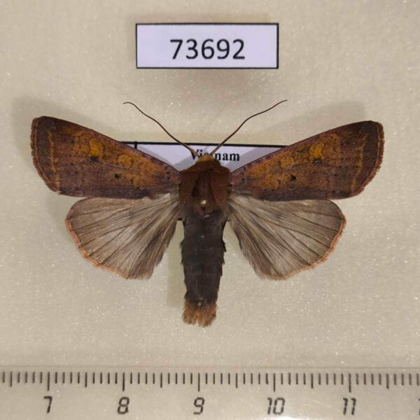Noctuidae Diarsia nigrosigna Vietnam