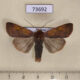 73692p Noctuidae Diarsia nigrosigna Vietnam $6