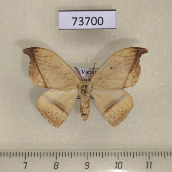 Drepanidae Callidrepana pulcherrima Vietnam