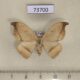 73700p Drepanidae Callidrepana pulcherrima Vietnam $4