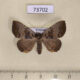 73702p Noctuidae Scedopla umbrosa Vietnam $9