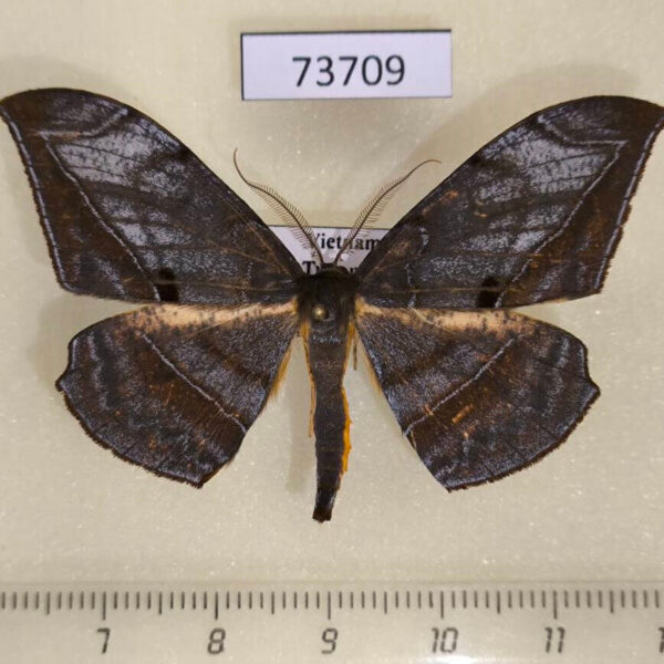 Geometridae Dalima schistacearia Vietnam
