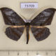 73709p Geometridae Dalima schistacearia Vietnam $9