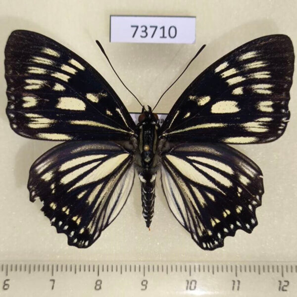 Nymphalidae Euripus nyctelius Vietnam