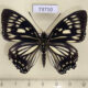 73710p Nymphalidae Euripus nyctelius Vietnam $7