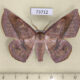 73712p Geometridae Sarcinodes yayeyamanus Vietnam $8