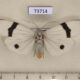 73714p Arctiidae Vamuna alboluteora Vietnam $12