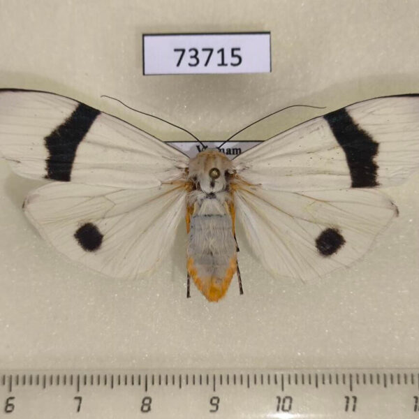 Arctiidae Vamuna alboluteora Vietnam