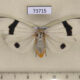 73715p Arctiidae Vamuna alboluteora Vietnam $12