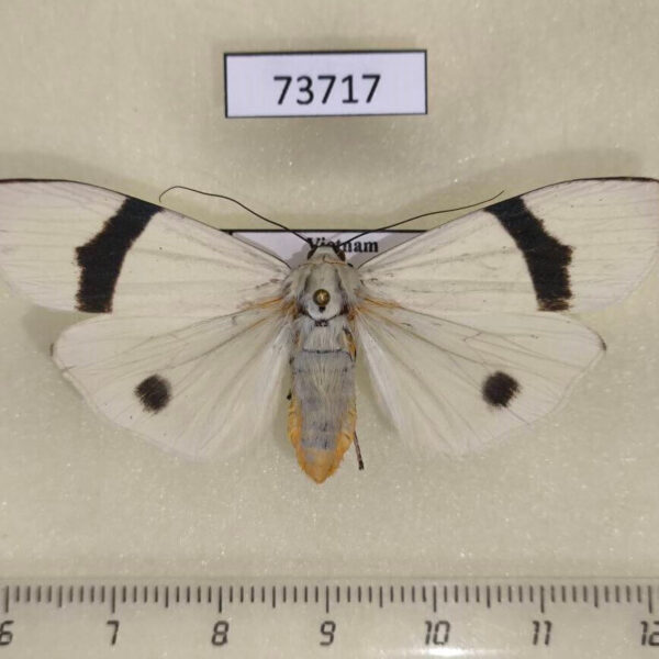 Arctiidae Vamuna alboluteora Vietnam