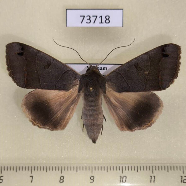 Noctuidae Ophiusa triphaenoides f Vietnam