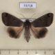 73718p Noctuidae Ophiusa triphaenoides f Vietnam $20